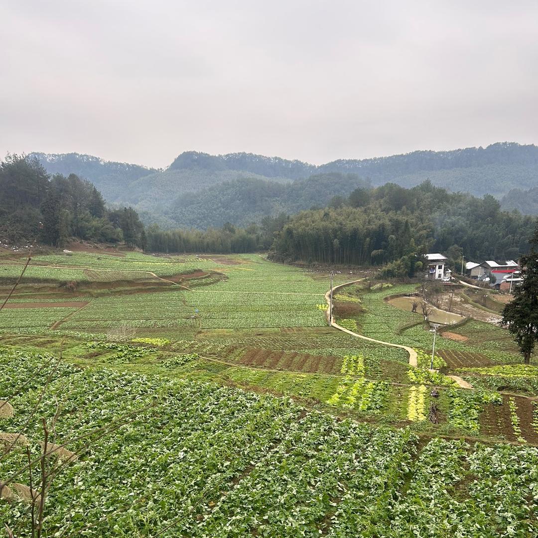 竹林深处的土味