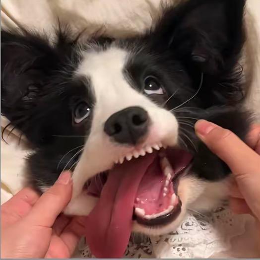 拉跨鸽