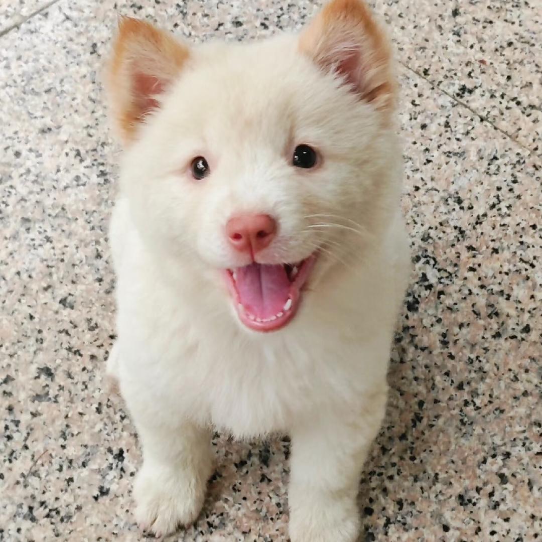 土松宝宝(买🐶私聊)