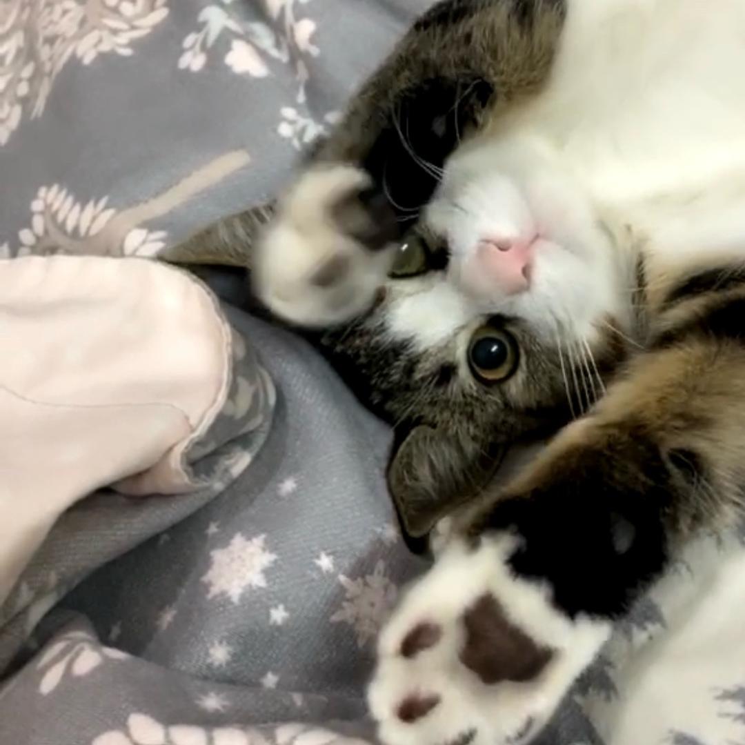 一口一个小猫咪