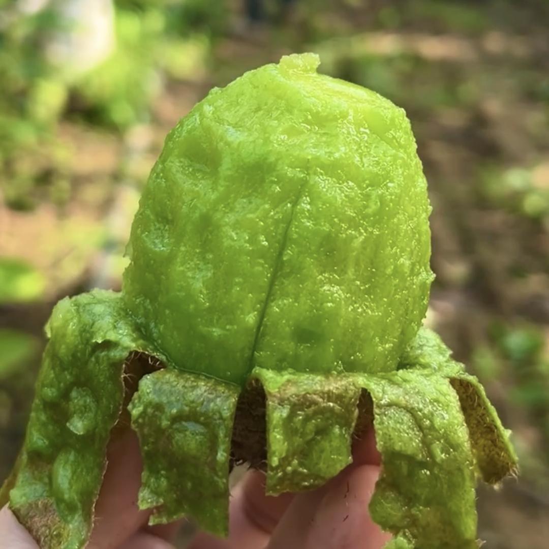 徐香猕猴桃（家惠缘）