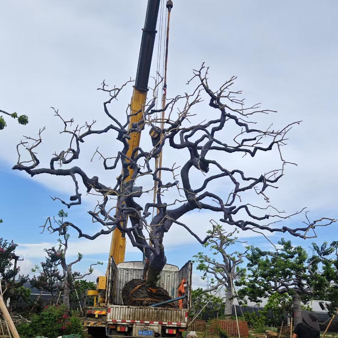 全国苗木经纪人