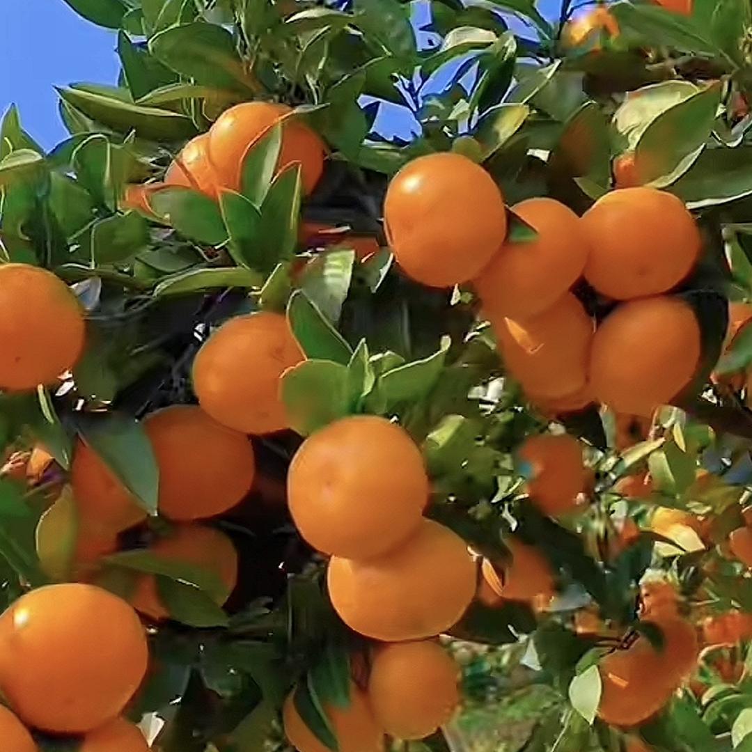 博瑞果树苗木专营店甄选