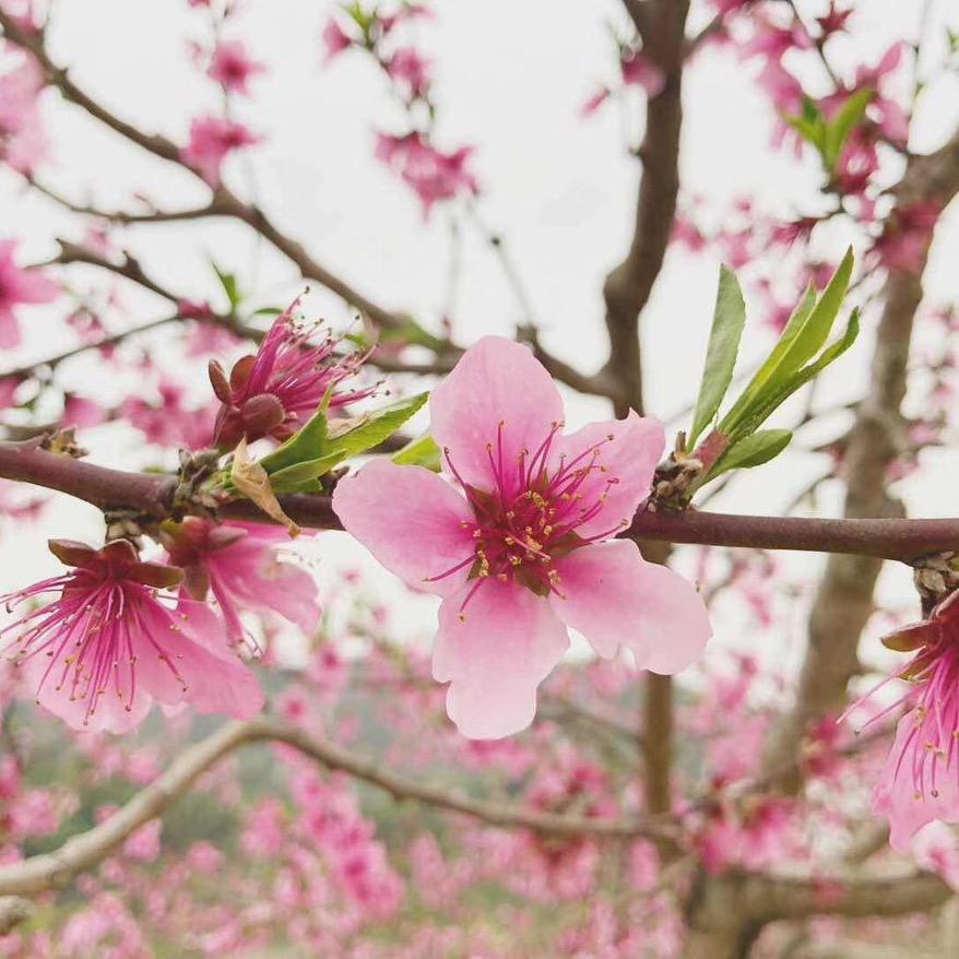 如梦似幻🍒