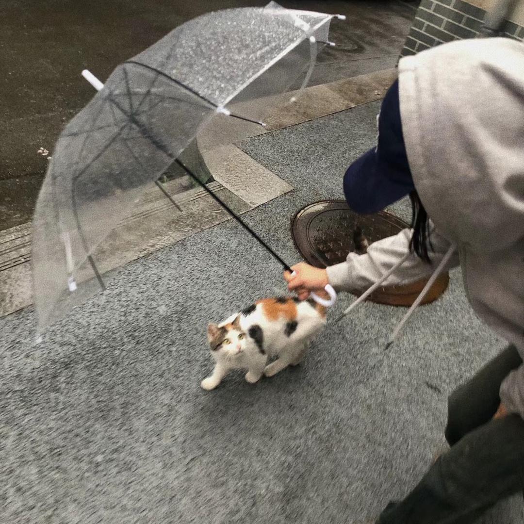 who优酸乳who