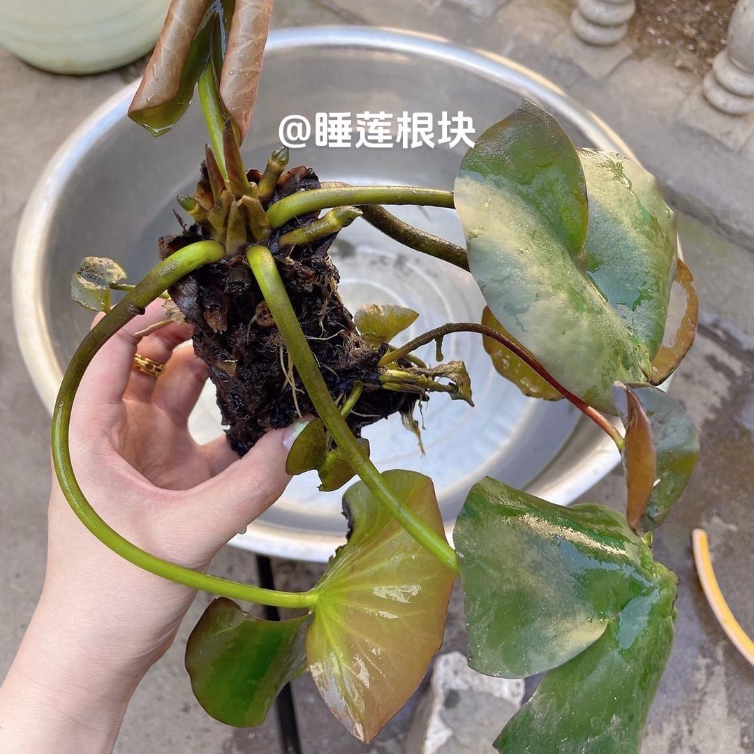 睡莲根块