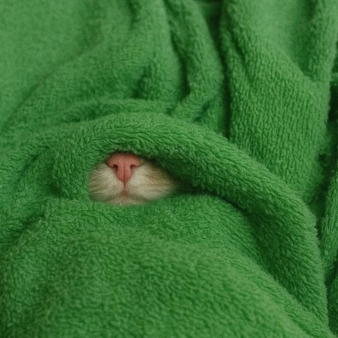 美梦成真的猪