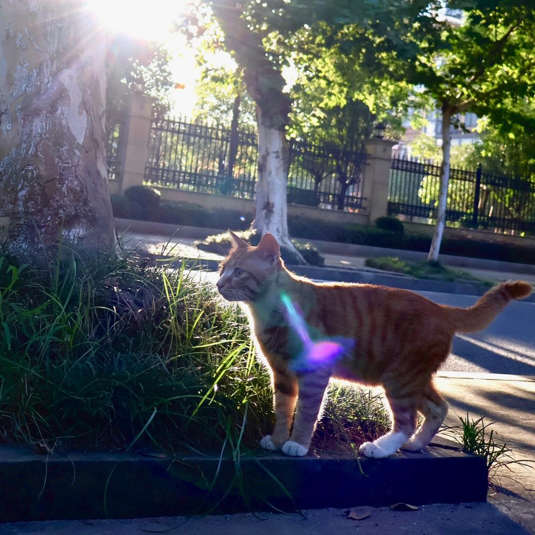 小鲨鱼（疯狂日常版）