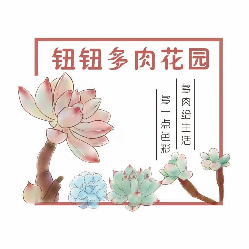 怀远钮钮多肉植物园大号