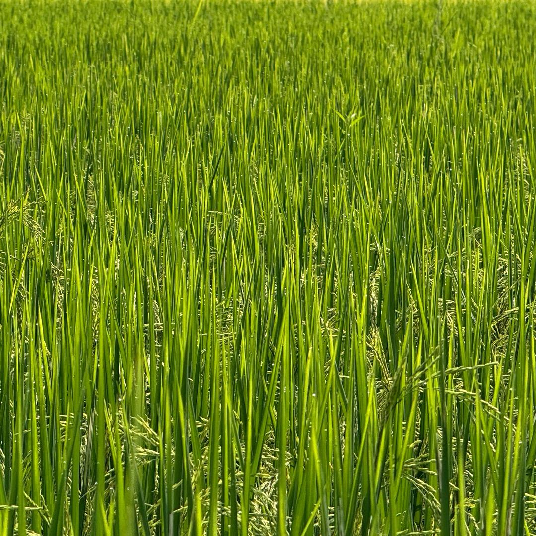 洗澡歌
