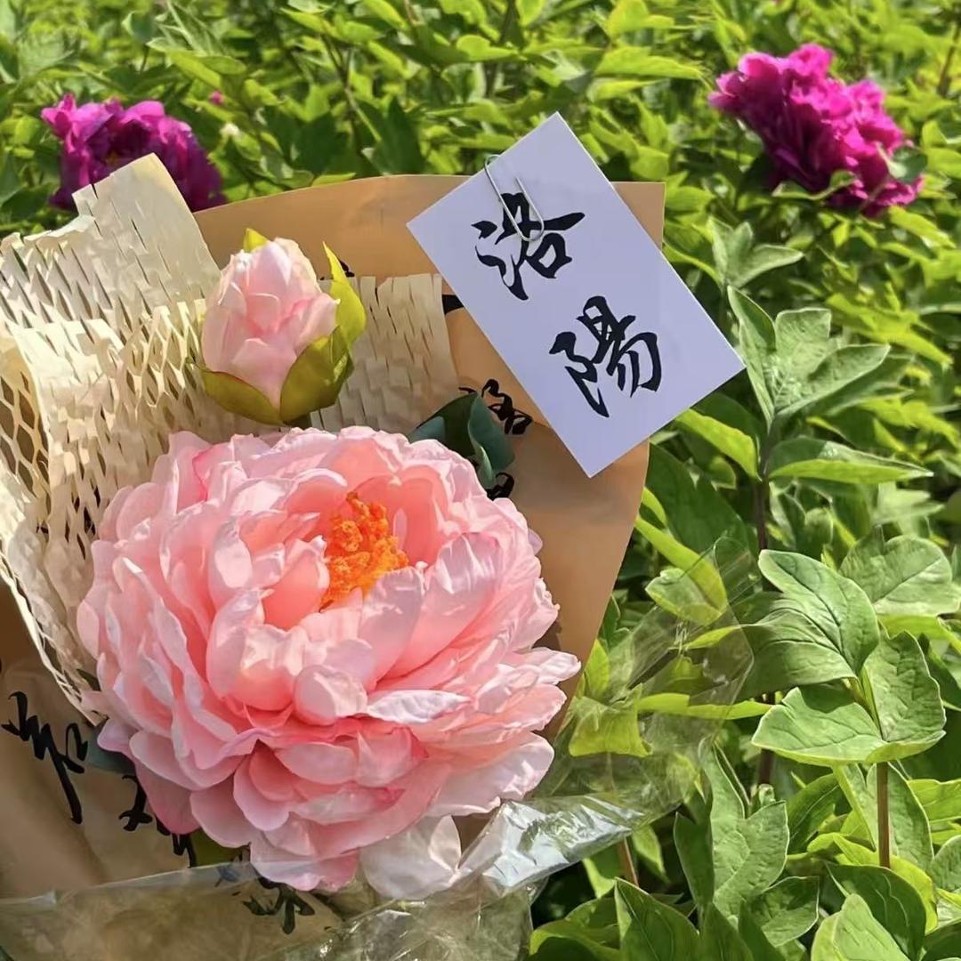 洛阳盛唐牡丹