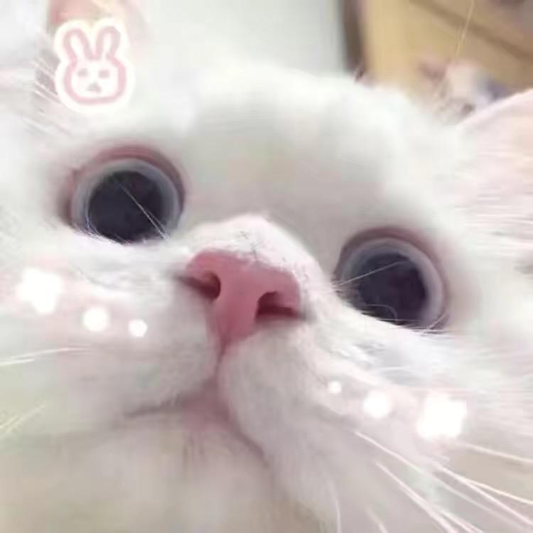 木易木易