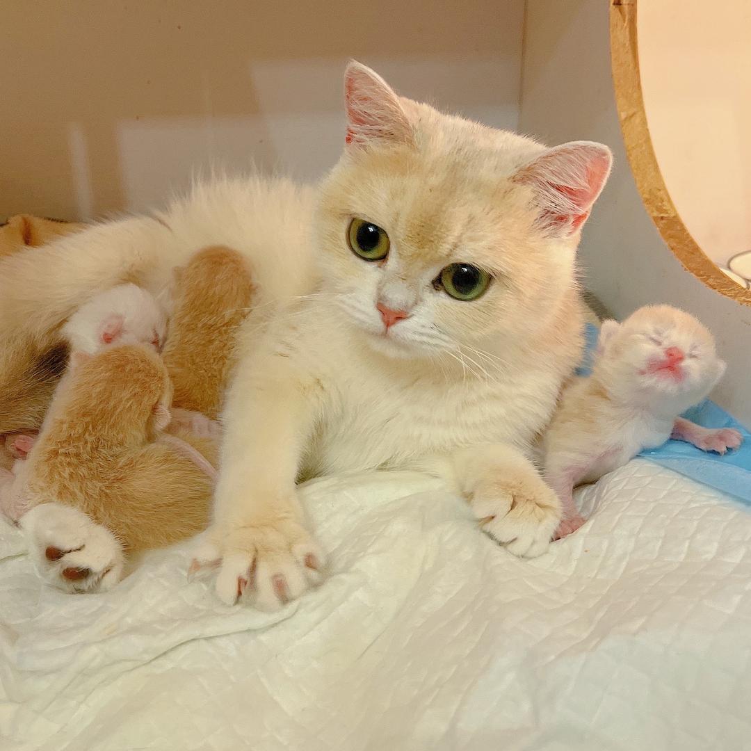 昆明Nora诺姐家德文金渐层猫舍