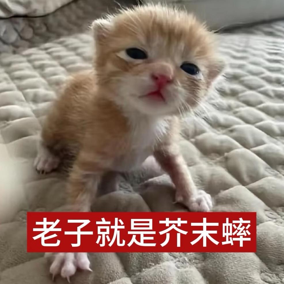 骂我就是调晴