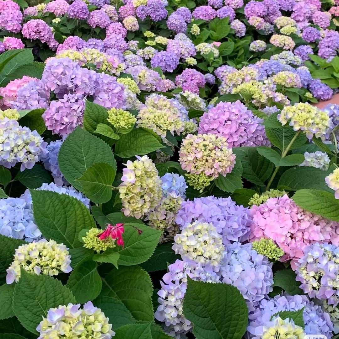 永源花坊
