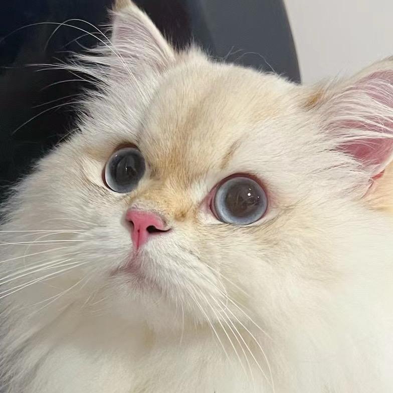 宗介是只猫