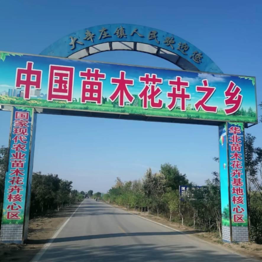 发仔《绿化苗木》供应商