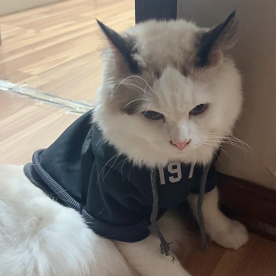 元宝的朋友圈✨