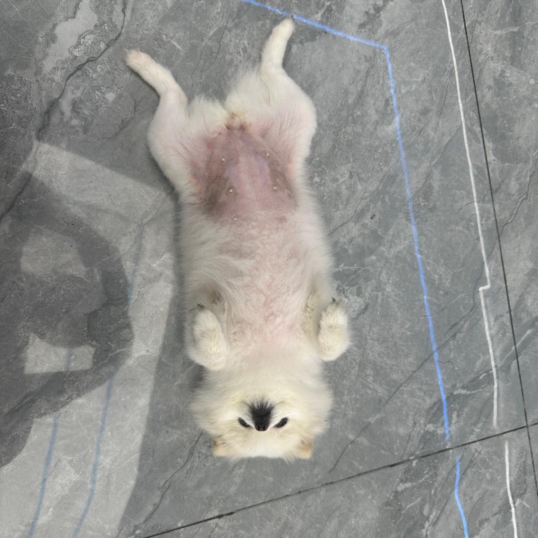 小z