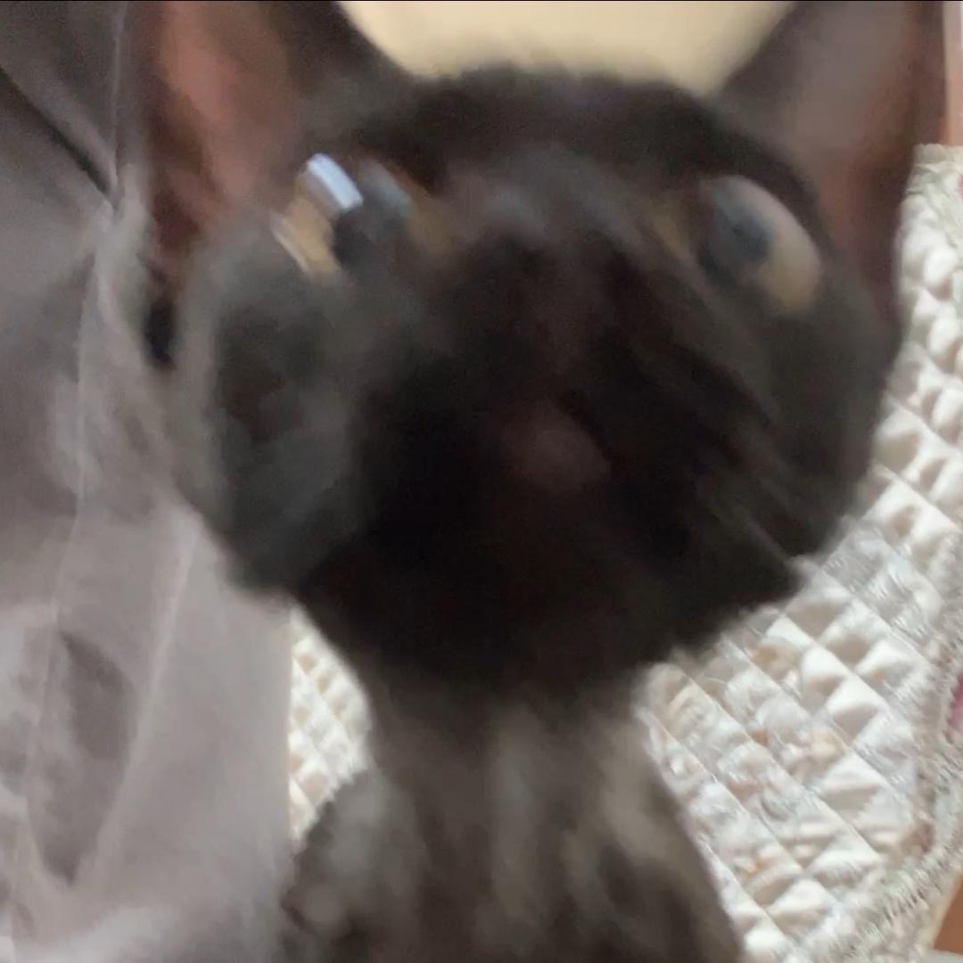 ✨肉酱