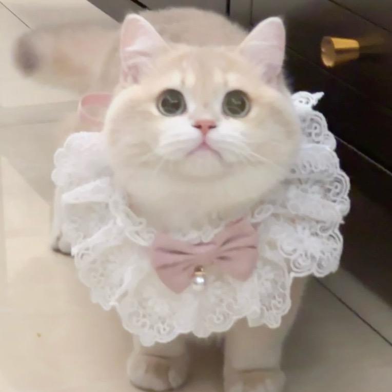 fafa糕糕