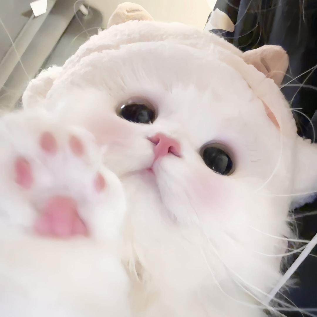 加菲猫