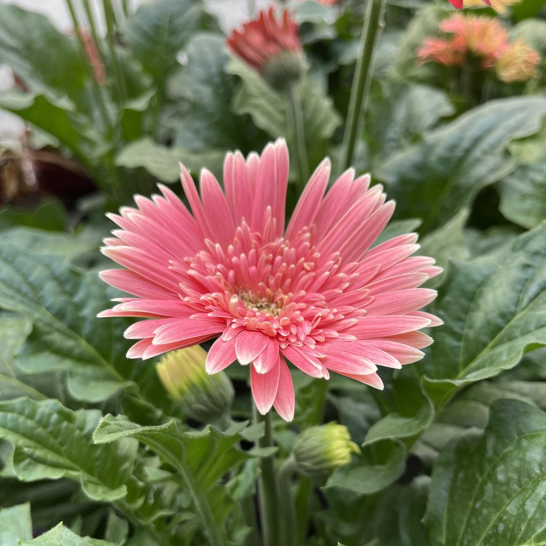 一家花坞