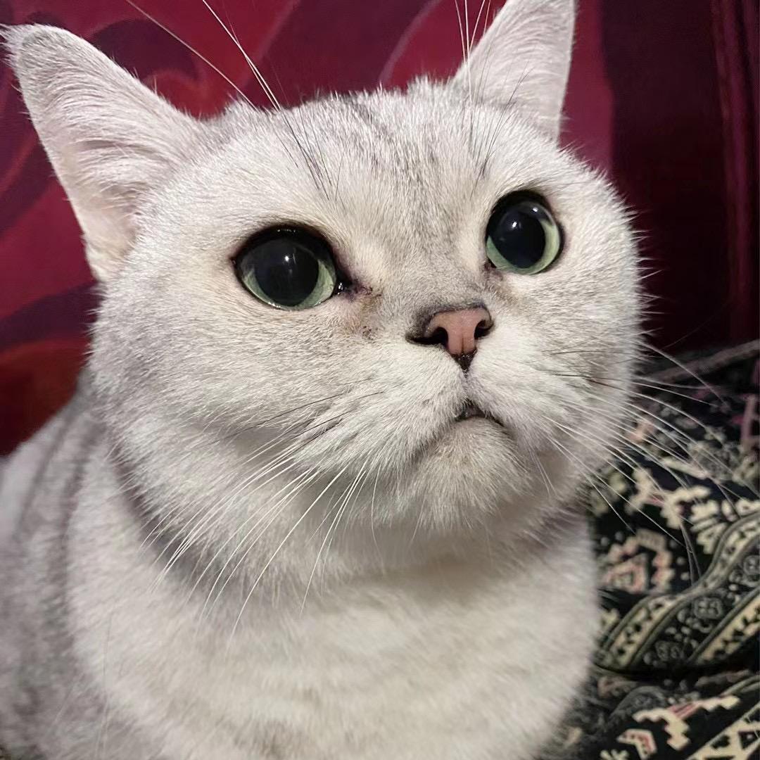 diudiu是一只猫
