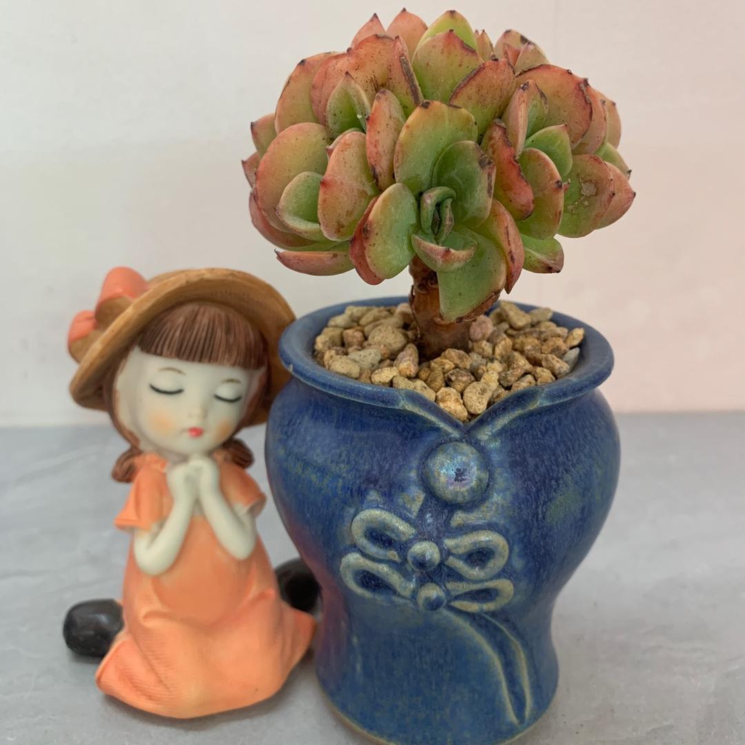 丽花爱多肉