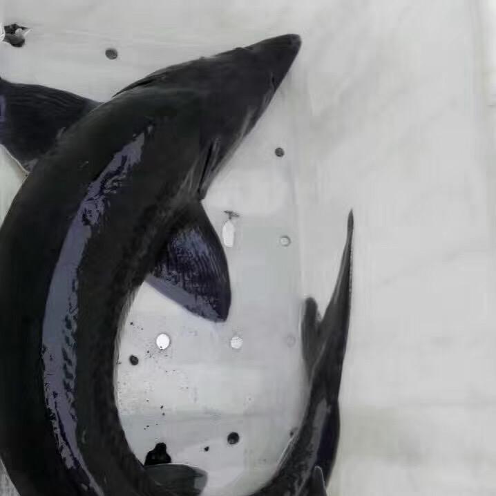 双河大物园产地直销中华鲟大青鱼