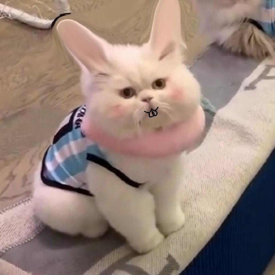 兔子猫՞•･•՞