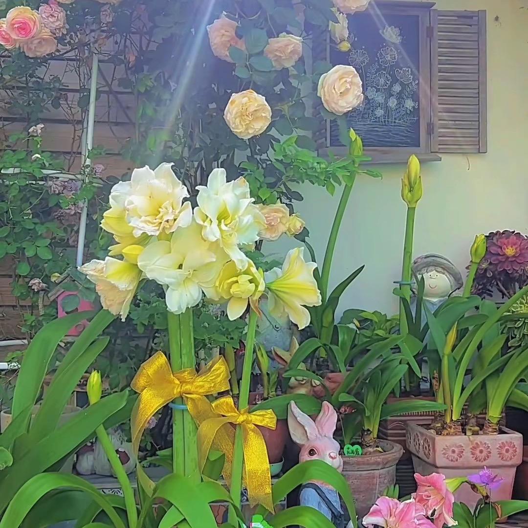 学唱歌点我头像