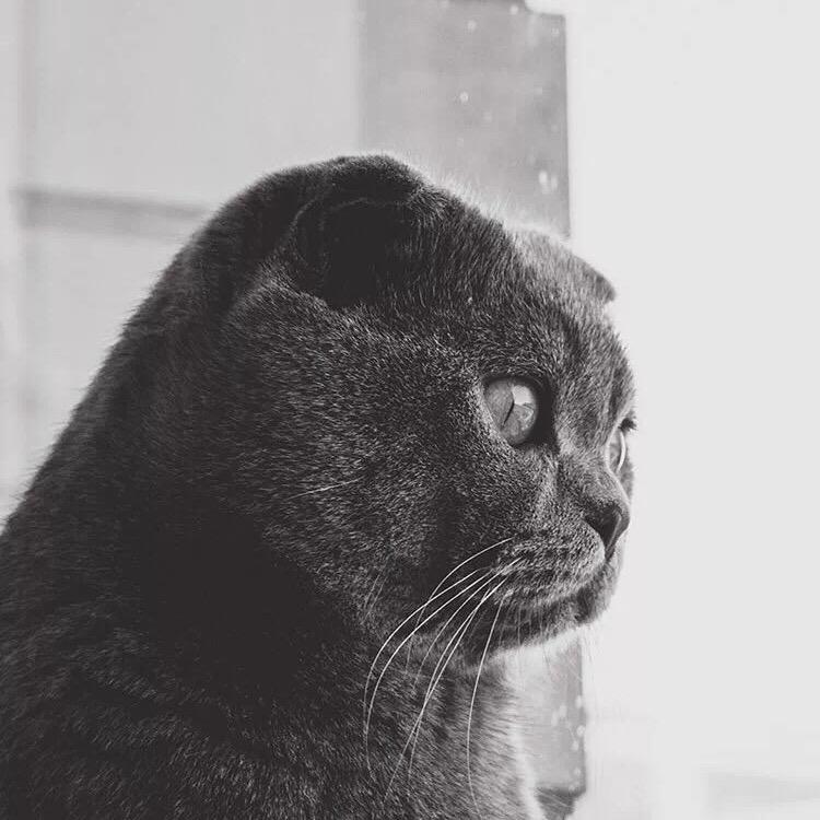 💭星祁