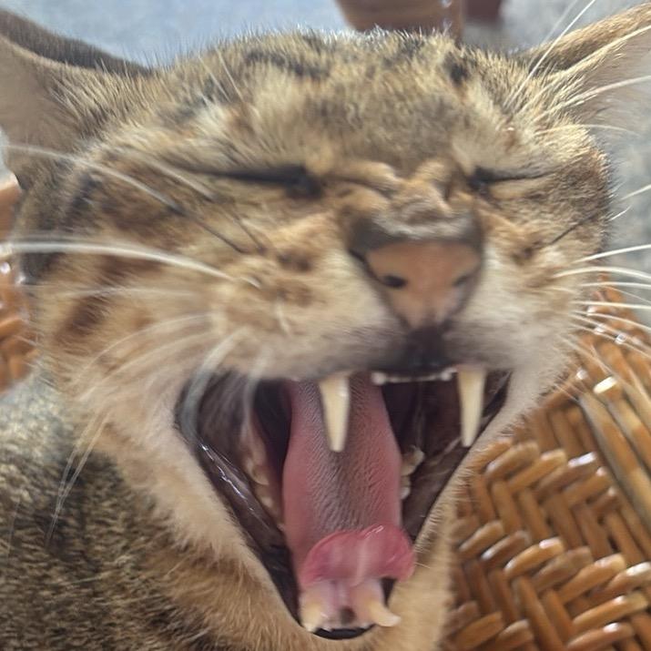 五谷杂粮•︡ ‿ •︠ᐝ