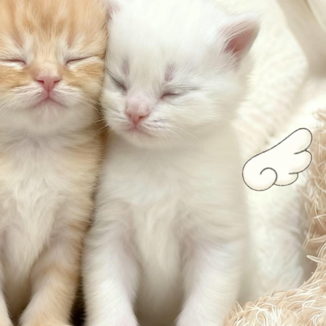 小刺猬