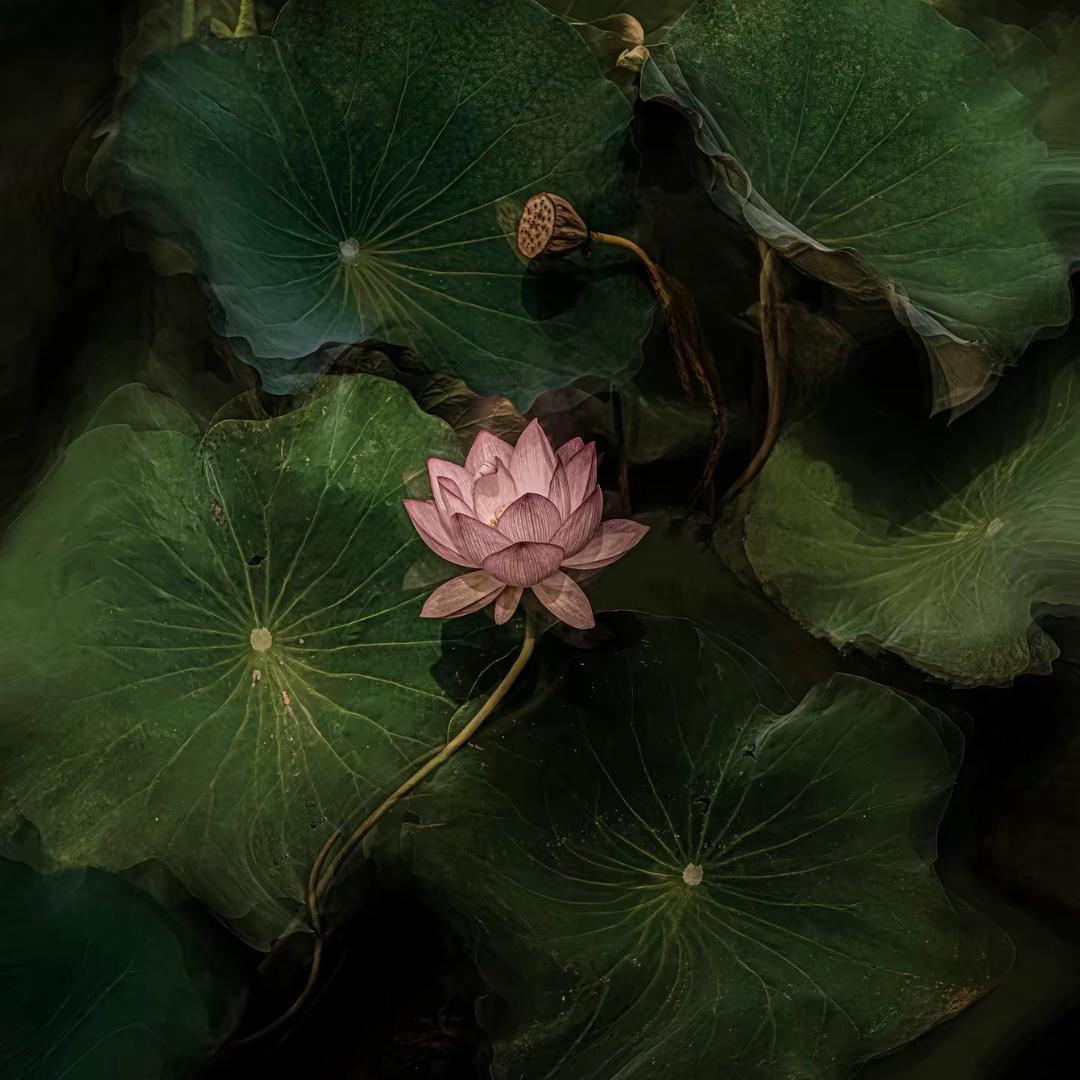 姜姜好Z_L.