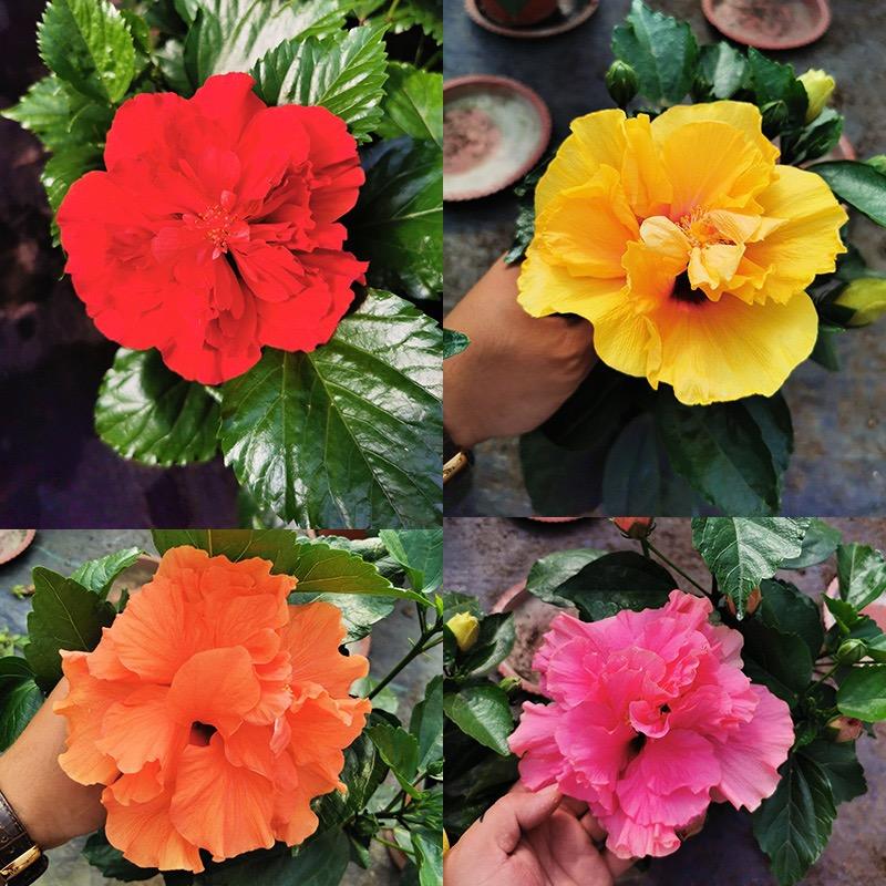 心佑花舍