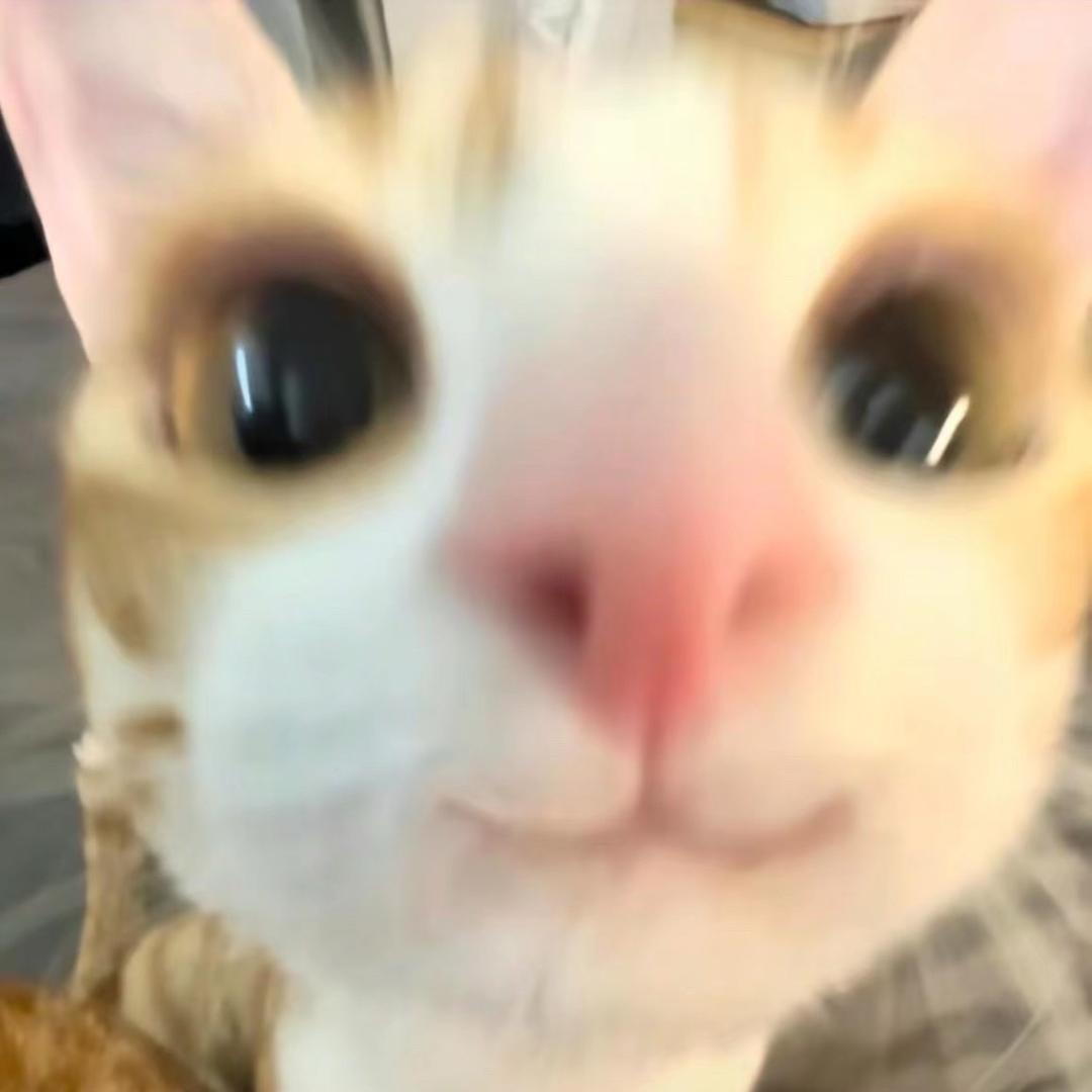 超绝小猫牢弟