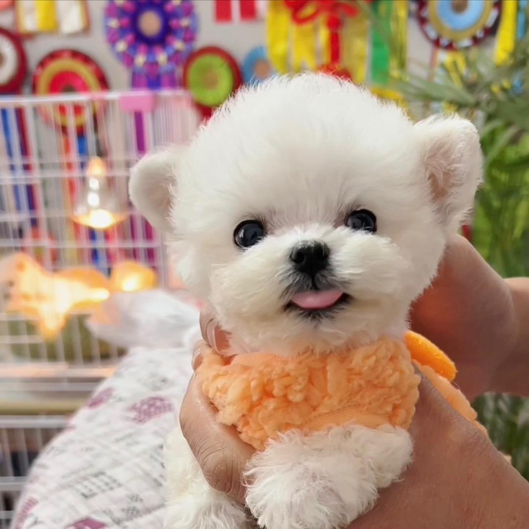 上海雄派比熊犬舍