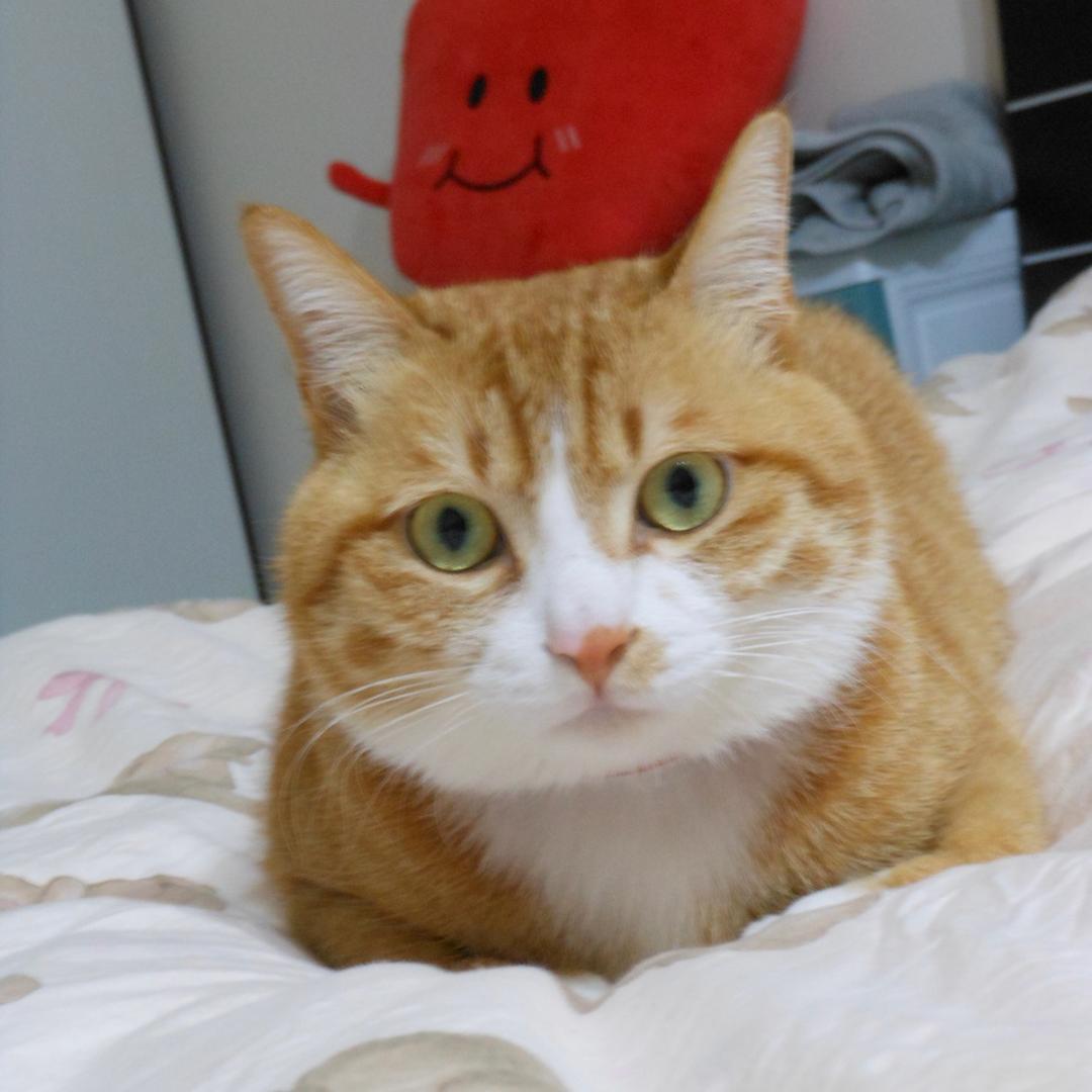 橘猫酸奶