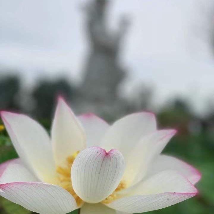 菩善缘