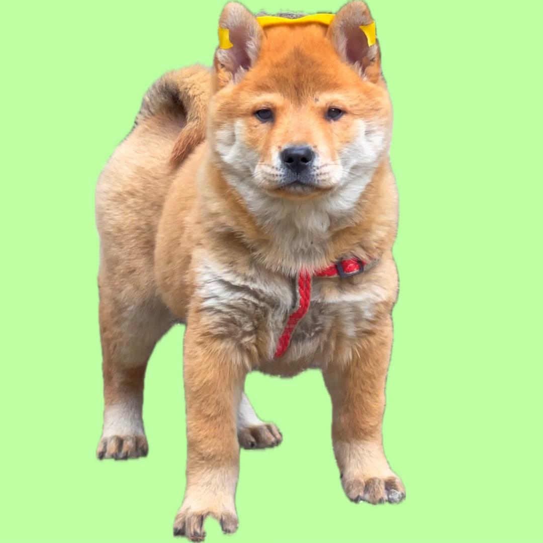 广西九州灵犬宠物优品小铺