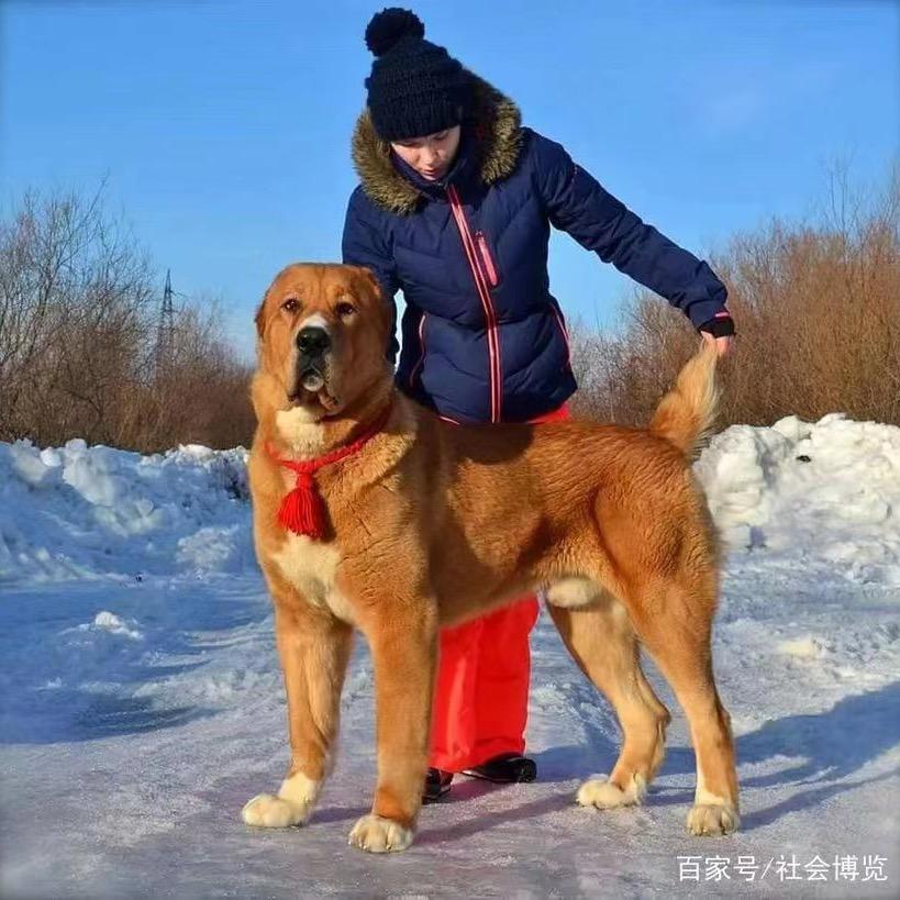 雷哥选狗很认真