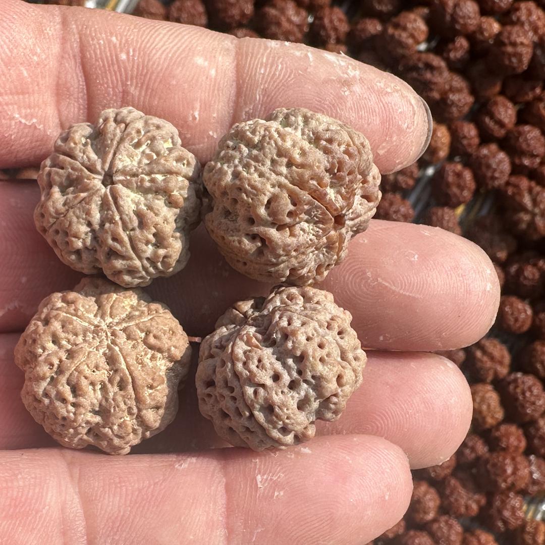 阿铁金刚菩提批发号