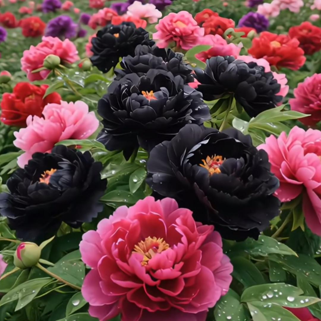 铃兰花开