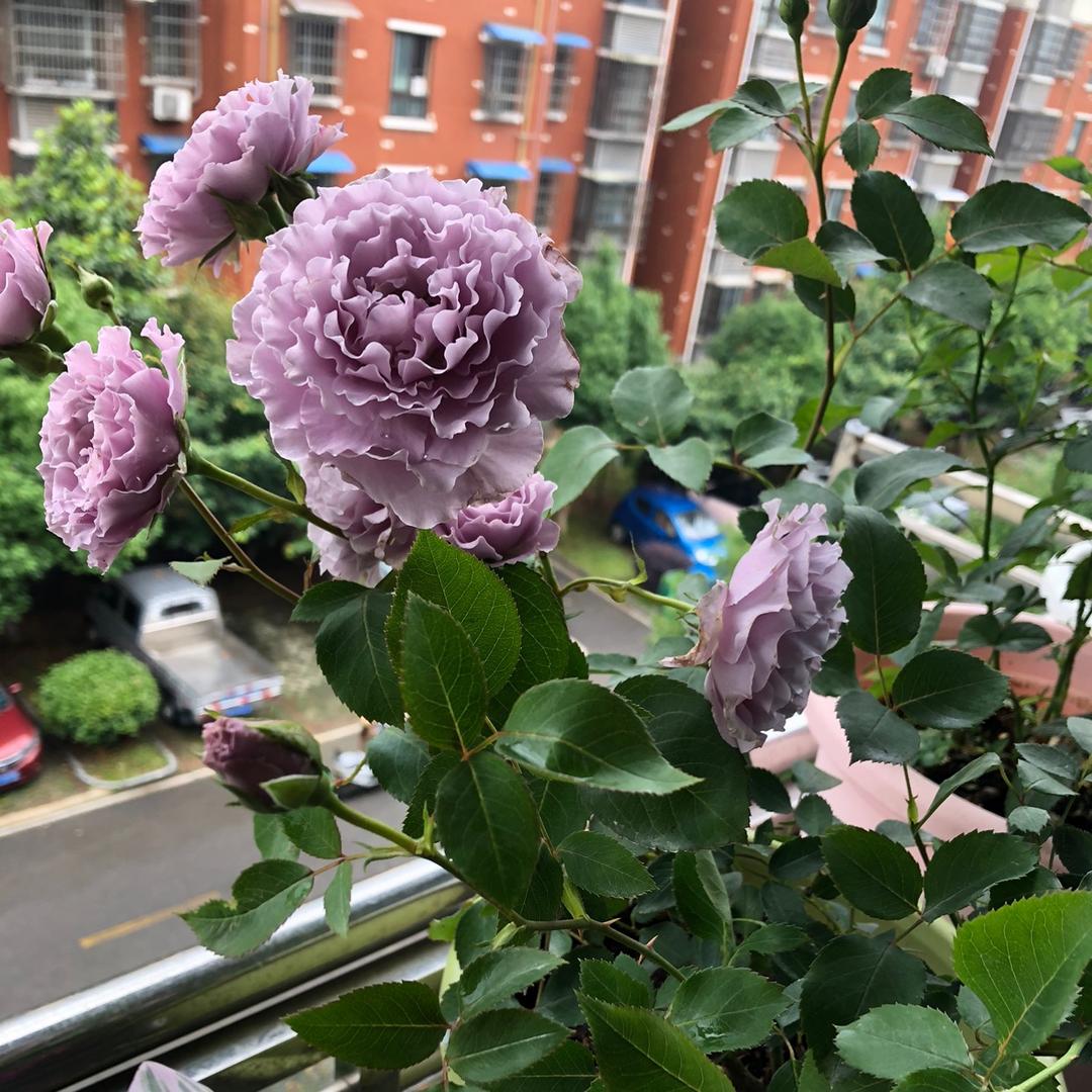 秋海棠的阳台花园