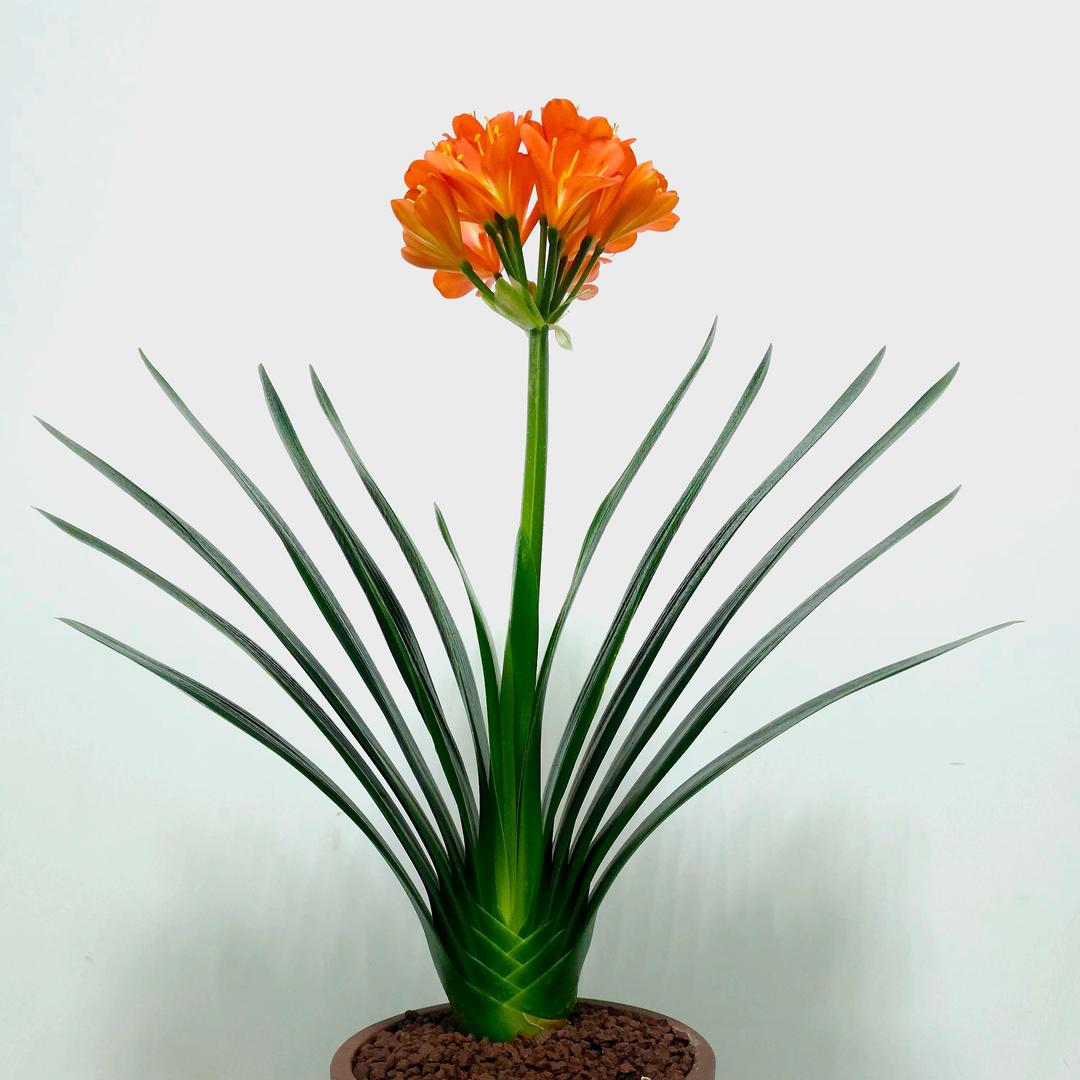 绿荫到家