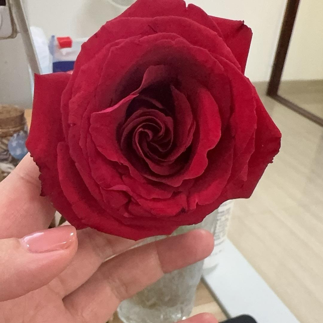 朵朵