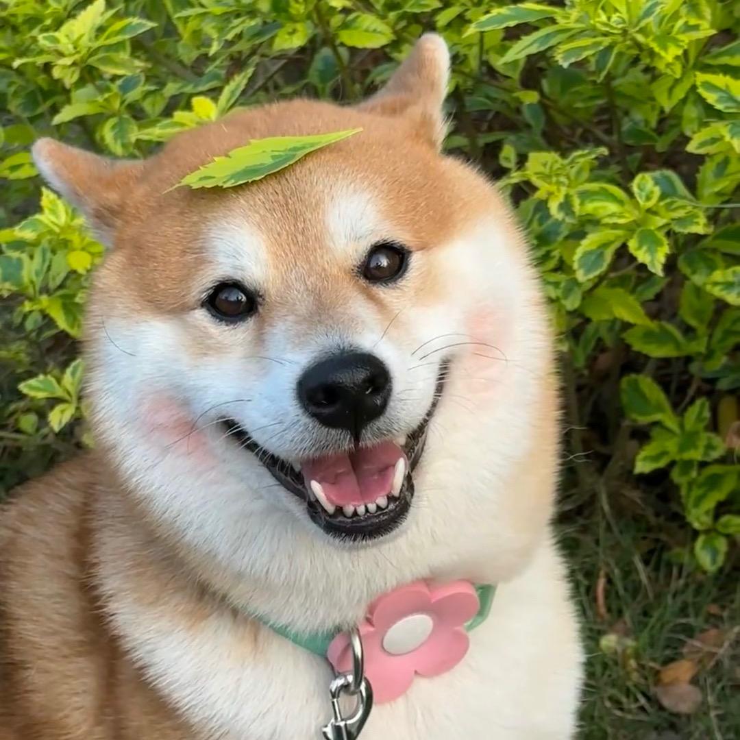 七七爱养狗🐶
