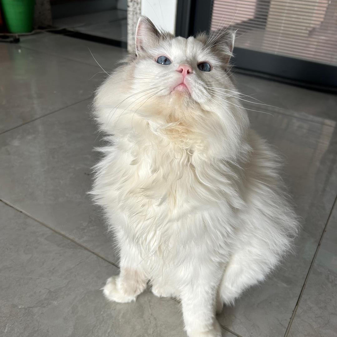 ❤️招财猫